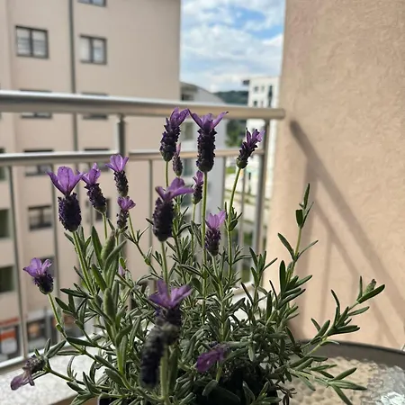 Simple Vranjes